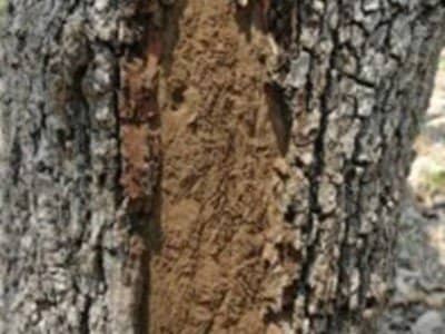 Hypoxylon canker example