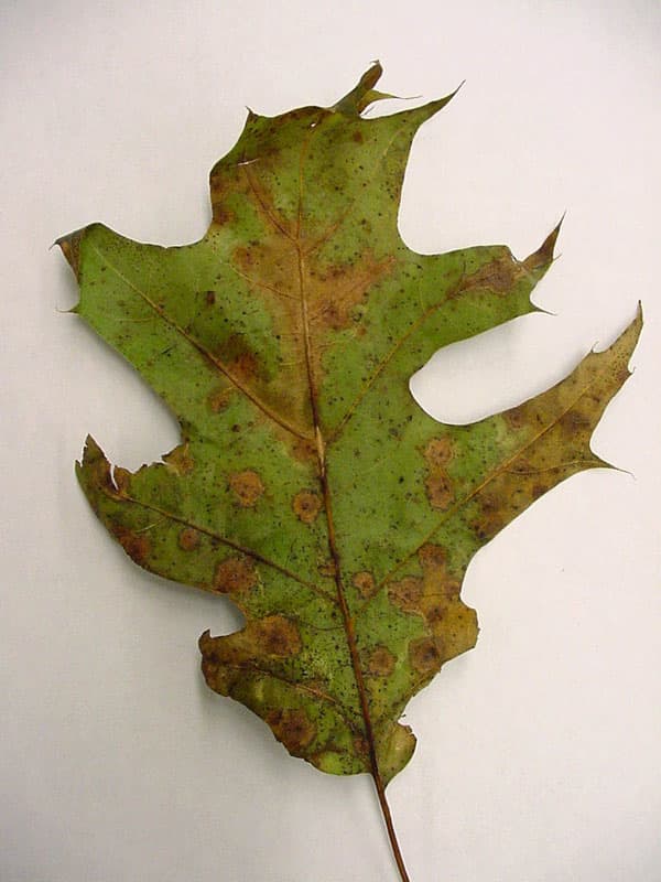 15 Common Oak Tree Diseases in Ohio - Dengarden