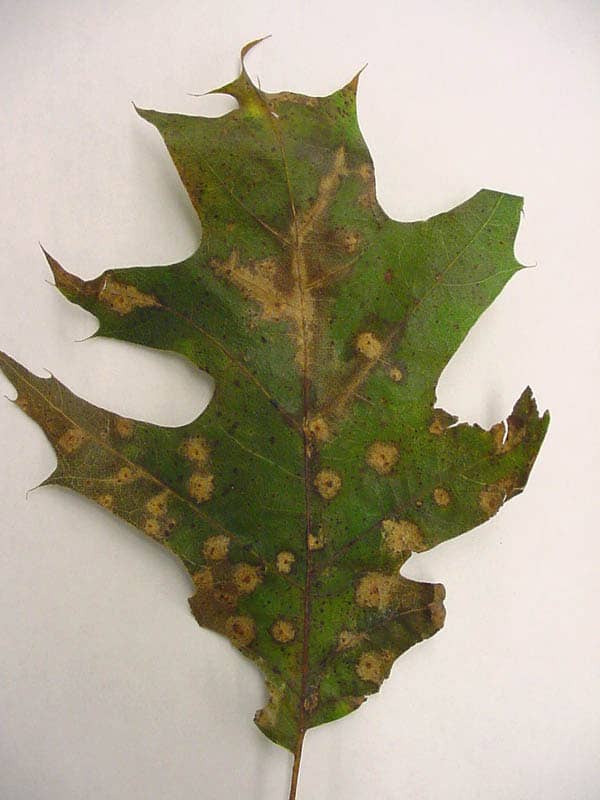 Leaf spot