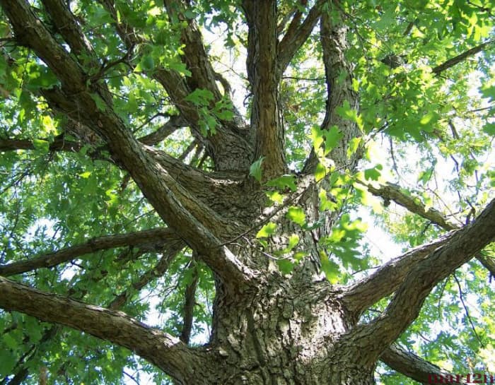 Great white oak!