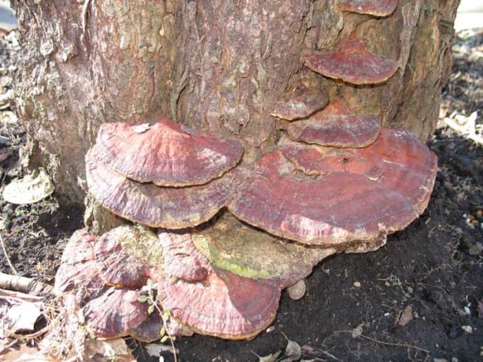 Ganoderma root rot