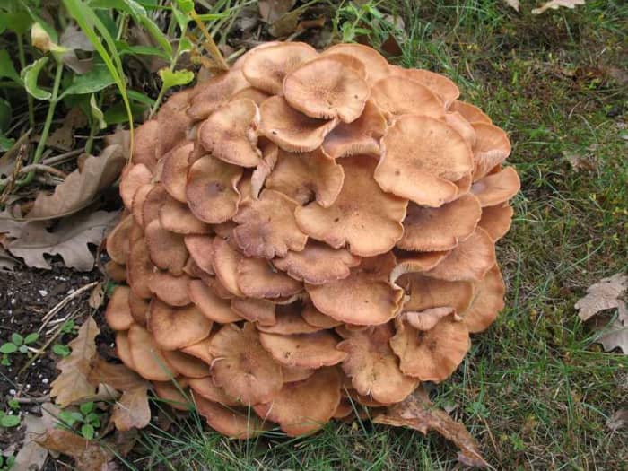 Armillaria root rot