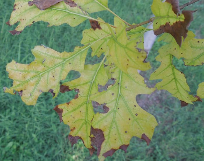 15 Common Oak Tree Diseases In Ohio Hubpages