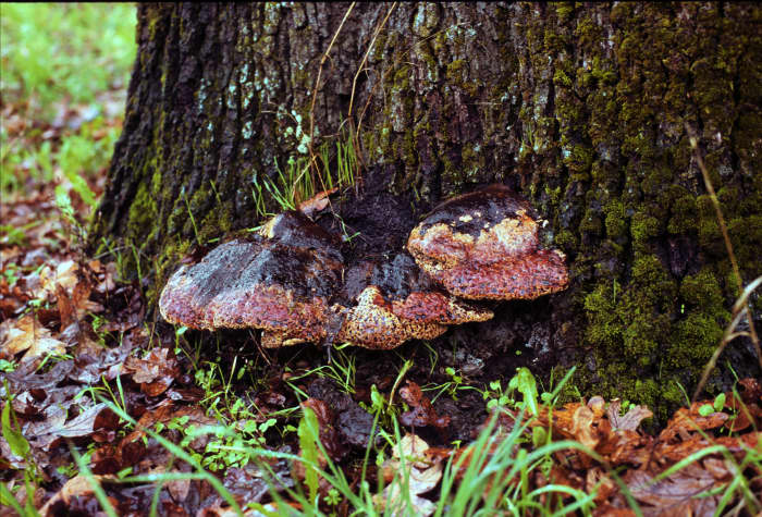 Inonotus root rot