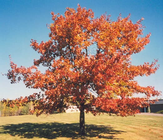 Red oak in the beginning of autumn