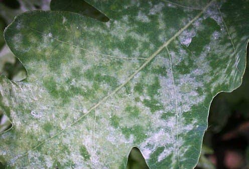 Powdery mildew example