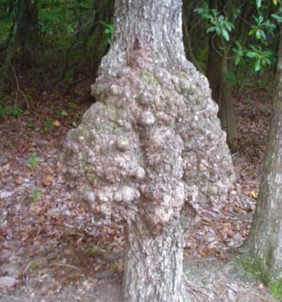 Oak gall