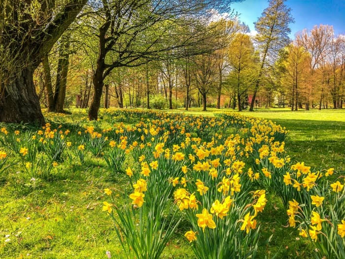 Daffodils can be planted under deciduous trees which leaf out after the daffodils have finished blooming and their foliage has died.