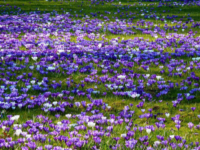 How to Grow Crocus for Spring Color Dengarden