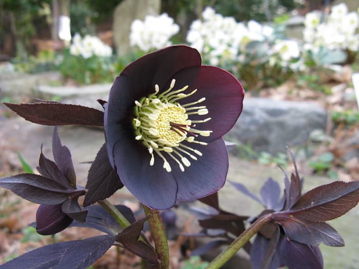 Nurseries sell hellebores in the spring to entice customers with unusual flower colors like this black one.