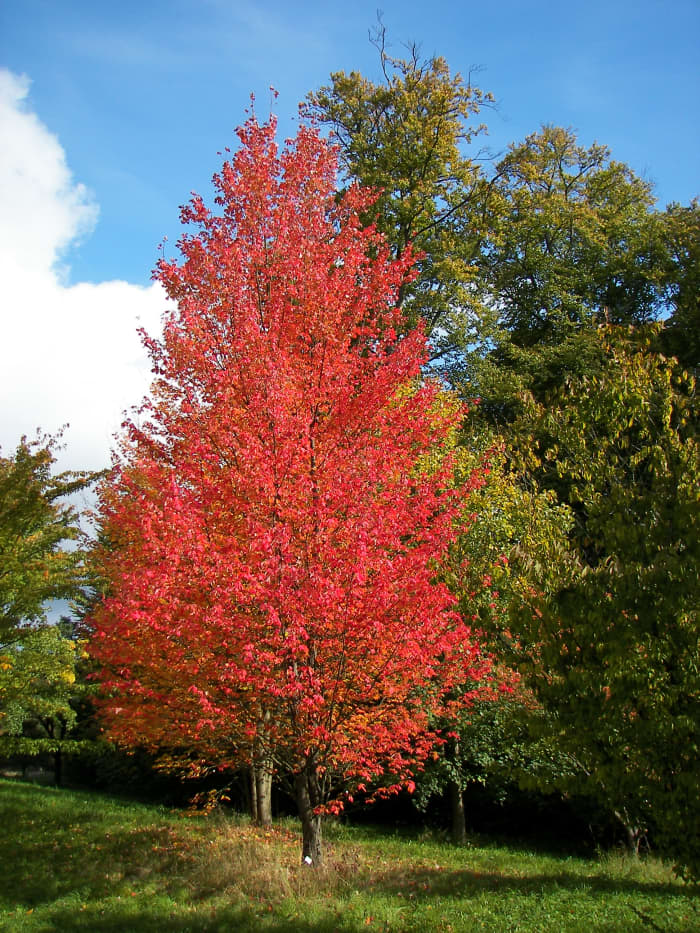 types maple trees
