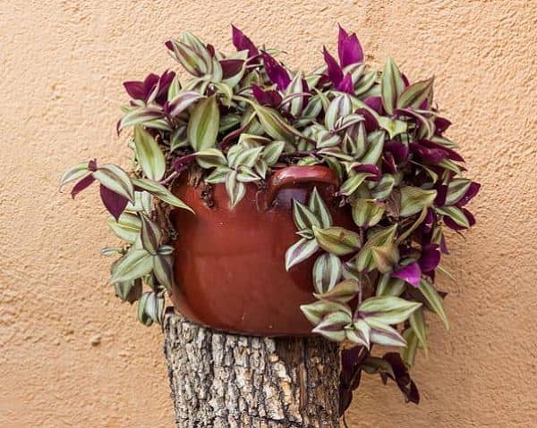 Purple hearts are hardy plants that take quite a bit of grooming to keep them looking full and healthy.
