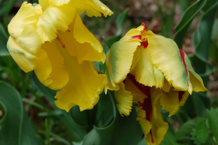 Parrot tulips are among my favorites. They are characterized by large ruffled flowers and multi-colors.