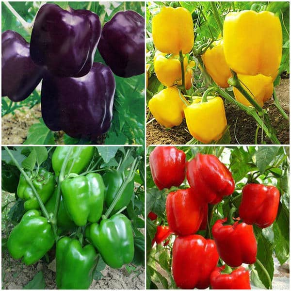 This article will take a look at some of the peppers that thrive best in Ohio and provide information on how to best grow and care for pepper plants in the Buckeye State.