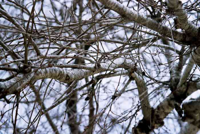 Why and When You Should Remove Tree Limbs - Dengarden - Home and Garden
