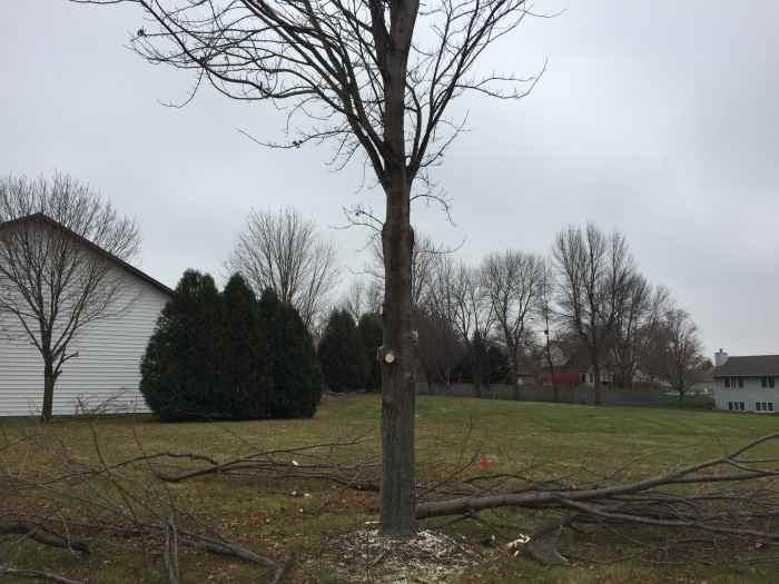 Why and When You Should Remove Tree Limbs Dengarden