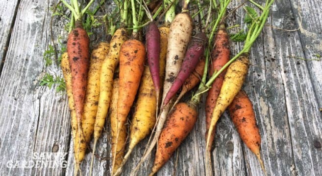Carrots lefts in the ground over winter turn starch to sugar, which acts as a natural antifreeze, making winter carrots sweeter and more delicious than others. The best winter gardening varieties actually improve in flavor, texture, and sweetness.