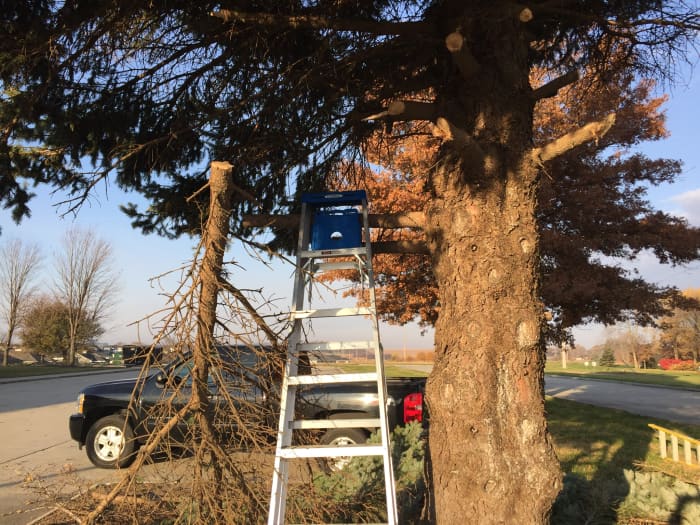 Why and When You Should Remove Tree Limbs Dengarden