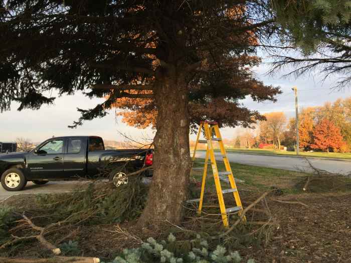 Why and When You Should Remove Tree Limbs Dengarden