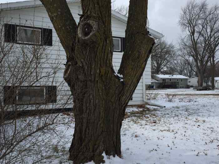 Why and When You Should Remove Tree Limbs Dengarden