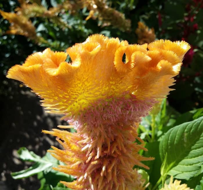 Celosia cristata is often referred to as "cockscomb" because of its resemblance to a rooster's comb.