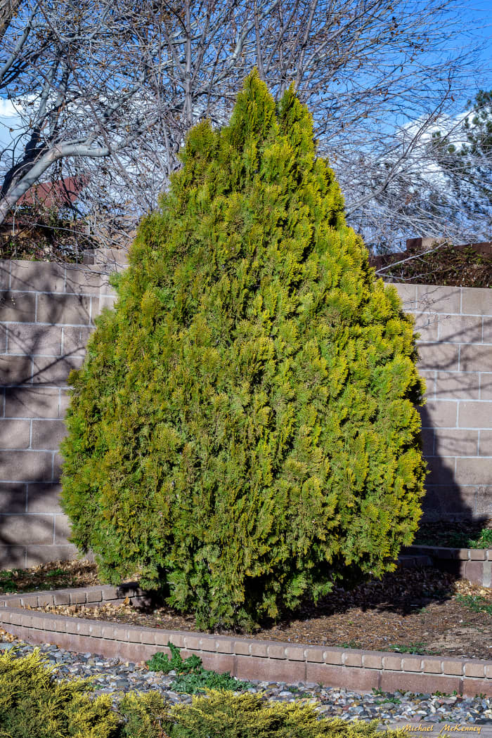 This is the Leyland cypress tree in our backyard, which we are cloning by taking cuttings. It is a great home for many birds that depend on it when predators are in the area.