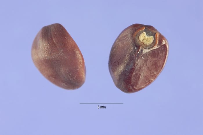 Moonflower seeds have very hard outer shells. Soak them overnight or nick them before planting.