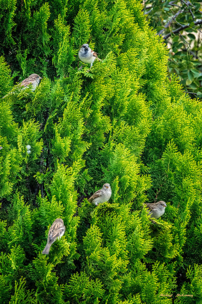 Our Leyland cypress tree is home to many birds that often come out to enjoy the sunshine together.