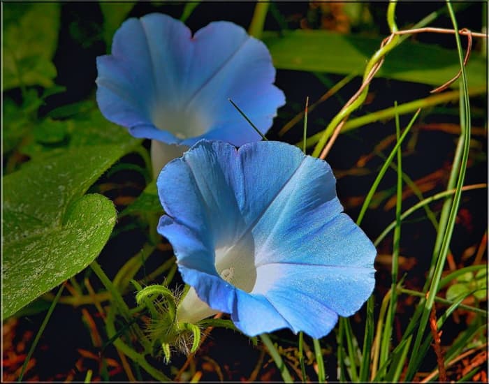 These Heavenly Blue morning glories would look gorgeous alongside the purple ones pictured above.