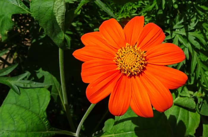 How to Grow Tithonia (Mexican Sunflowers) - Dengarden