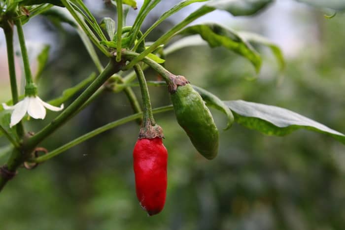 Peppers flower, then set fruit which is green. It ripens to red, yellow or orange depending on the type of pepper that you are growing.