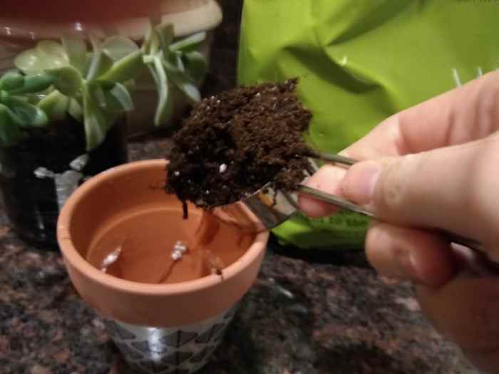Place soil into the pot. I used a measuring cup for the small amount because I did not want to get dirty.