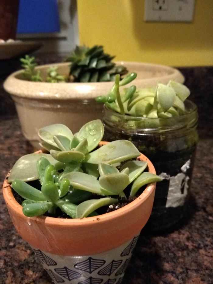 The succulent arrangement in the foreground is the one I created for this tutorial. The one behind it is is the plant I propagated the tutorial plant from. The plant in the very back was the original contributor to both plants.