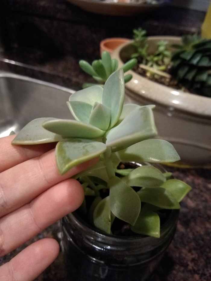 This is an existing succulent arrangement that was getting to large for its container (a glass jar).