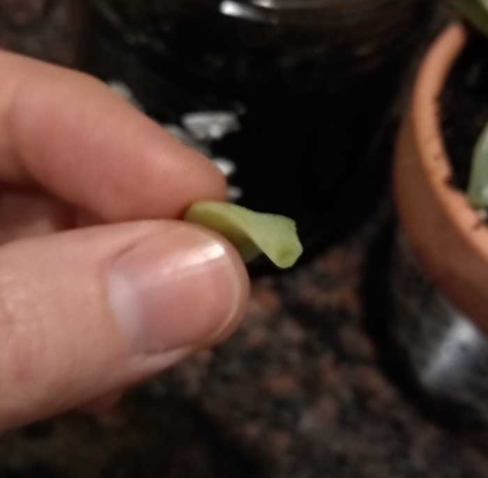 The leaf in the above picture shows what a freshly plucked or trimmed succulent will look like. Let this opening callous over for 1-2 days.