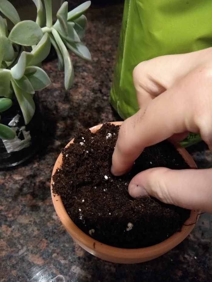 I used my thumb and index finger to spread a small pit into the soil to place my succulent trimming in once I have cut it.