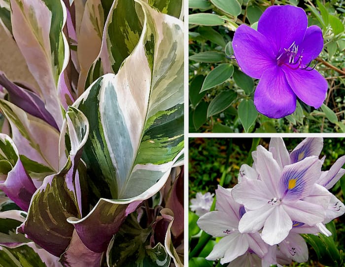 Clockwise from left: Elegant foliage of Calathea 'White Tiger', Princess Flower (Tibouchina sp.) in royal purple, Water Hyacinth (Eichhornia crassipes) blossoms last only one day.