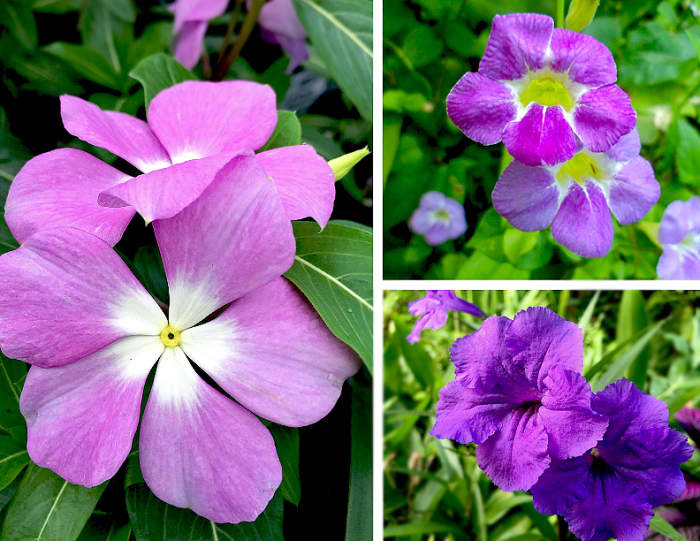 Clockwise from left: Vinca or Madagasca Periwinkle (Catharanthus sp.), Chinese Violet (Asystasia sp.), Mexican Petunia (Ruellia sp.) all have lovely purple varieties.