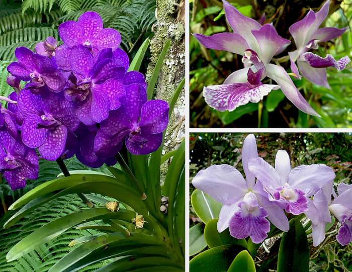 Clockwise from left: Purple Vanda orchid, Zygonisia 'Blue Birds' orchid, Cattleya 'Blue Hawaii' orchid.