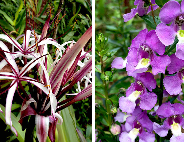 Left: Giant Spider Lily (Crinum sp.) with their extremely fragrant reddish purple blooms. Right: Angelonia (Angelonia sp.) flower looks like orchid and smells like jasmine.