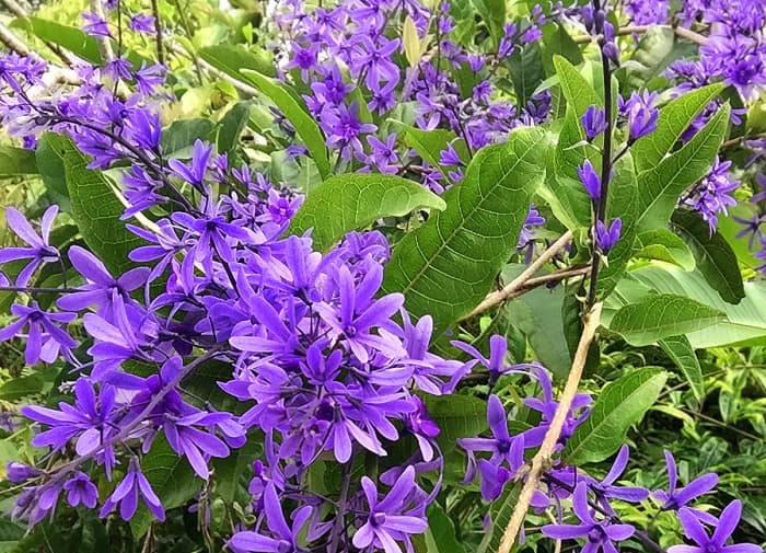 Sandpaper Vine (Petrea volubilis) is native to tropical Americas. It's also called Purple Queen's Wreath Vine.