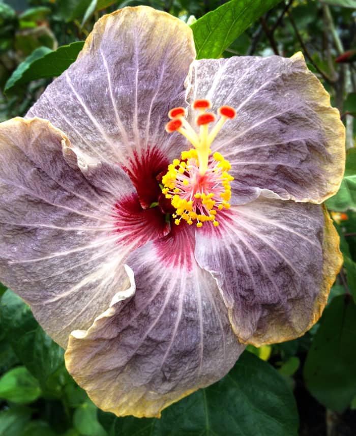 Hibiscus 'Voodoo Doll' has pale violet petals with yellow fringe and burgundy center.