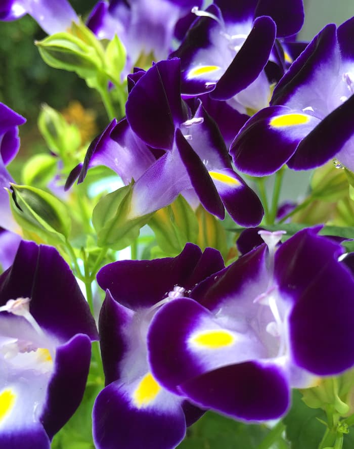 Wishbone Flower (Torenia sp.) 'Ola'a Beauty' is a perfect choice for planting beds or borders.