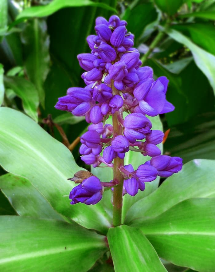 How to Plant a Garden With Purple Tropical Flowers - Dengarden