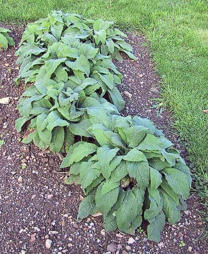 How to Grow Foxgloves, a Cottage Garden Favorite - Dengarden