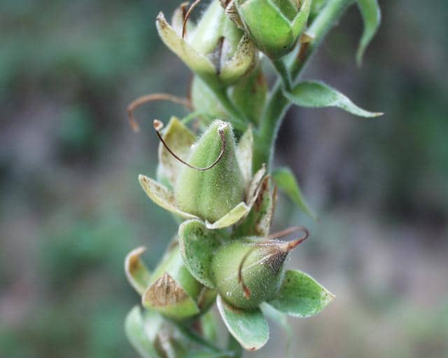 After they flower, foxglove develop seedpods. When the seed is ripe, the pods turn brown and open releasing the seed.