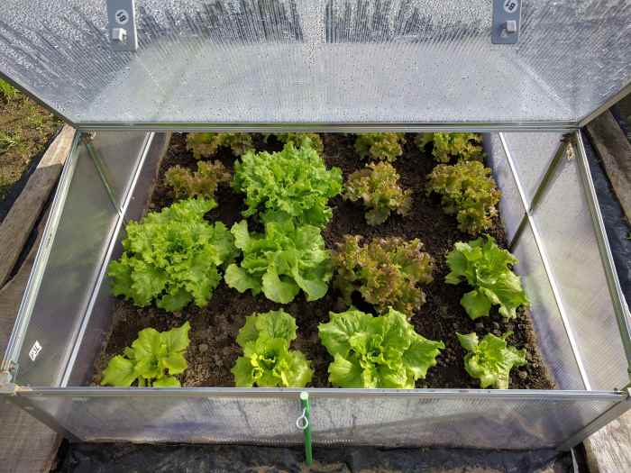 Green lettuce growing in a mini-greenhouse.
