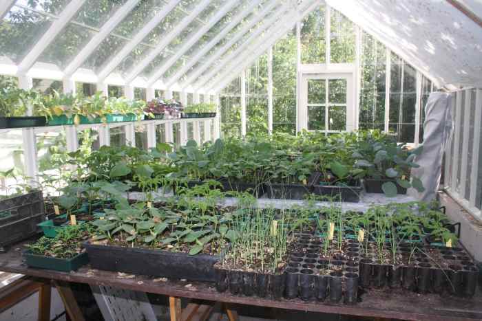 Interior view of a simple constructed greenhouse. 
