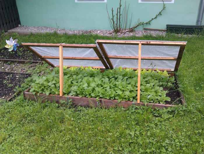 A small cold frame in a backyard.