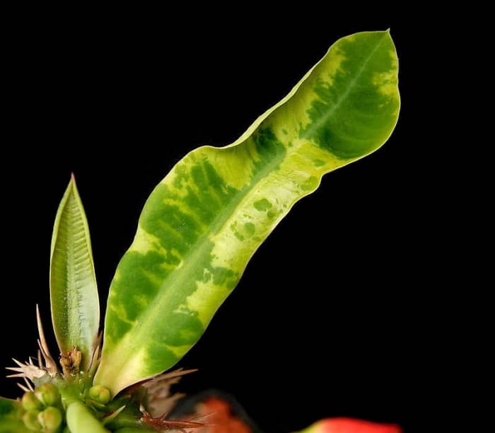 Notice how the Tobacco Mosaic Virus causes the leaf to have patches of green mosaic that is yellowish but not yellow. The leaf also curls upwards.